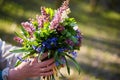 Forest primroses in the hand. In the spring evening forest