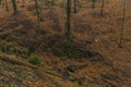 Forest in Prucelska valley over river Labe Royalty Free Stock Photo