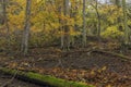 Forest in Prucelska valley over river Labe Royalty Free Stock Photo