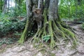 Forest Queen wood - Jankovac, Papuk, Croatia