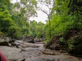 The forest is a quiet place if only the best birds sing. Royalty Free Stock Photo