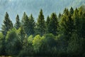 Pine Forest During Rainstorm Lush Trees Royalty Free Stock Photo