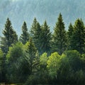 Pine Forest During Rainstorm Lush Trees Royalty Free Stock Photo