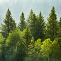 Forest in a Rain Storm with Drops Falling and Lush Trees Royalty Free Stock Photo
