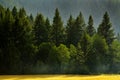 Forest Rain Storm with Drops Falling and Lush Trees Royalty Free Stock Photo