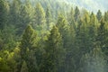 Forest Rain Storm with Drops and Lush Trees Royalty Free Stock Photo