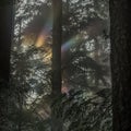 Forest Rainbow