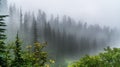 Forest in rainy and foggy