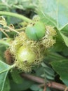 Forest rambutan is the nickname of the Saninten or chestnut tree, Castanopsis argentea & x28;Blume& x29; A.DC.