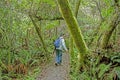 The forest of Rarua Trail at Stewart Island in the South Island of New Zealand. Royalty Free Stock Photo