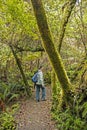 The forest of Rarua Trail at Stewart Island in the South Island of New Zealand. Royalty Free Stock Photo