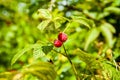 A forest raspberry closeup