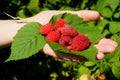 Forest raspberry on the woman hand