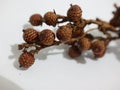 forest rattan fruit that has long dried