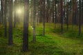 The forest in the rays of the setting sun.