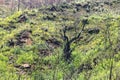 Forest reborn after a fire in Cajamarca Peru