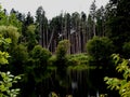 Forest recovered after hurricane