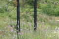 Forest Recovery after a Wildfire