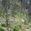 Forest Recovery after a Wildfire