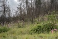 Forest Recovery after a Wildfire