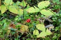 Forest red berry Royalty Free Stock Photo