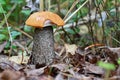 Forest red-capped scaber stalk Leccinum aurantiacum close up.With small part of cap damaged. Fungi, mushroom in the summer fores Royalty Free Stock Photo