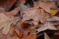 Forest red frog Royalty Free Stock Photo