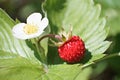 Forest red strawberry with flower