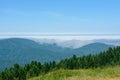 Forest Redwood National Park, California USA Royalty Free Stock Photo