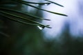 The forest reflected in a drop of water on a spruce needle