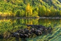 Forest reflected in the perfectly smooth water Royalty Free Stock Photo