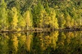 Forest reflected in the perfectly smooth water Royalty Free Stock Photo