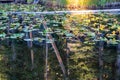 Forest Reflected in Pond Royalty Free Stock Photo