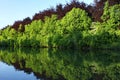 Forest reflection Royalty Free Stock Photo