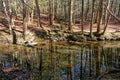 Forest reflections in the creek Royalty Free Stock Photo