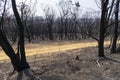 A forest regenerating after bushfire in The Blue Mountains in Australia Royalty Free Stock Photo