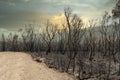 A forest regenerating after bushfire in The Blue Mountains in Australia Royalty Free Stock Photo