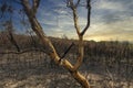 A forest regenerating after bushfire in The Blue Mountains in Australia Royalty Free Stock Photo