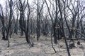 A forest regenerating after bushfire in The Blue Mountains in Australia Royalty Free Stock Photo