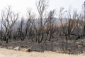 A forest regenerating after bushfire in The Blue Mountains in Australia Royalty Free Stock Photo