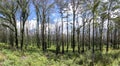 Forest Regeneration After Bushfire In Kanangra-Boyd National Park In Regional Australia