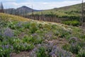 Forest Regeneration Royalty Free Stock Photo