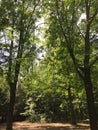 Forest in Reinickendorf in Berlin, Germany