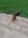 Forest resident. Squirrel. Royalty Free Stock Photo