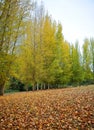 Forest of Ribera del Hueznar in San Nicolas del Puerto, Seville province, Spain