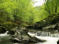 Forest by a river