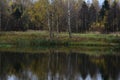 Forest on the river bank. Birch grove, green grass, thick firs and pines. The array is reflected Royalty Free Stock Photo