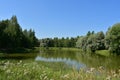 Forest river. Birch grove. Pine forest. Willow branches bent over the water. Landscape pond