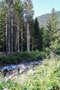 Forest and river in Camlihemsin, Rize, Turkey. Royalty Free Stock Photo