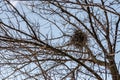 Abandoned bird`s nest in a tree canopy Royalty Free Stock Photo